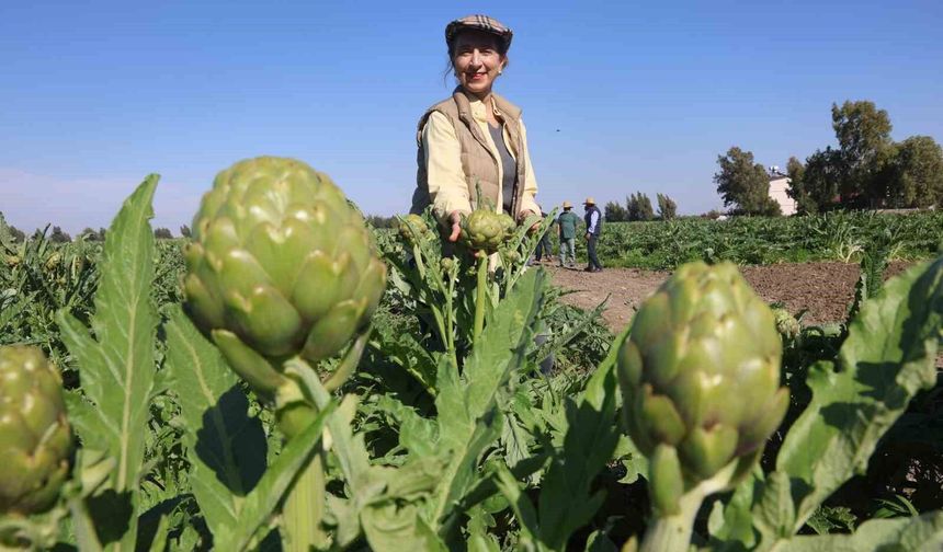 Akademisyen çiftçinin 7 yıl süren emekleriyle 120 dönüm alana yaydığı enginar üretiminde hasat başladı