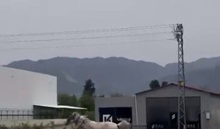 Akan trafikte panik anları: Kaçak at pistte yarışırcasına ilerledi