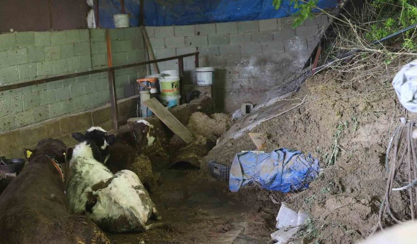 Hatay'da heyelanda önü toprakla dolan ahırda hayvanlar mahsur kaldı