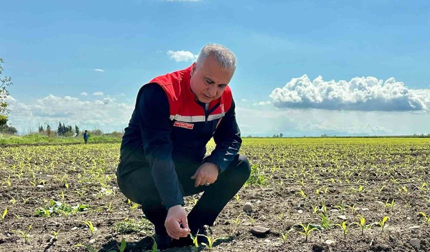 Kırıkhan'da mısır ekili alanlar incelendi