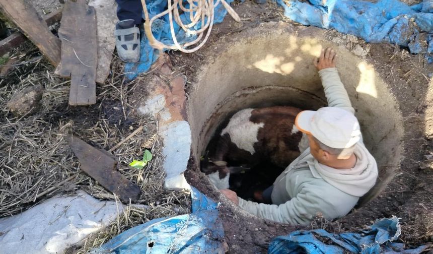 Kuyuya düşen buzağı zorlu çalışmayla kurtarıldı