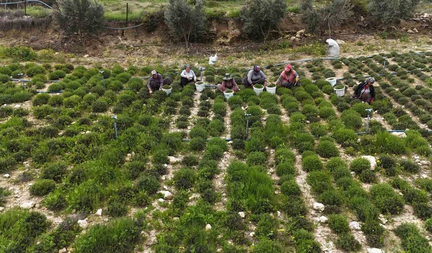 Sofraların vazgeçilmezi zahterde bereketli hasat