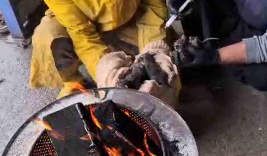 Temizlik işçilerinin dikkati, yavru kedileri ölümden kurtardı