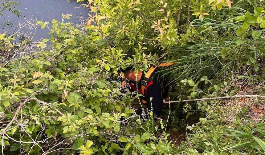 Yayladağı'nda gölete düşen büyükbaş hayvan kurtarıldı