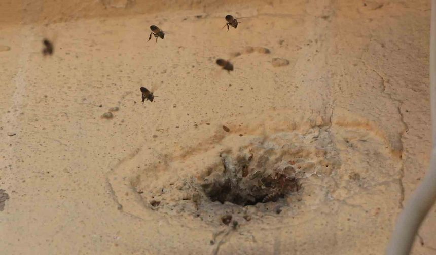 Yıllardır mahalleyi mesken tutan arıları çocukların attığı taş kızdırdı