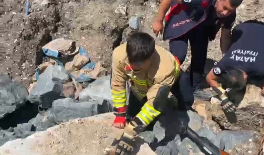 Hatay’da yavru kedileri kurtarma operasyonu! Anne kedinin bekleyişi yürekleri ısıttı