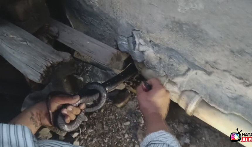 Bakmaya bile korkanlar varken o koluna dolanan 1 buçuk metrelik 2 yılanı saklandığı delikte yakaladı
