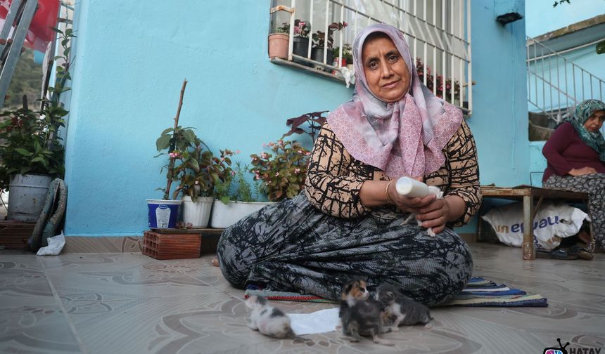 Hatay'da Yürek Isıtan Merhamet! Annesiz Kalan Yavru Kedileri Biberonla Büyütüyor